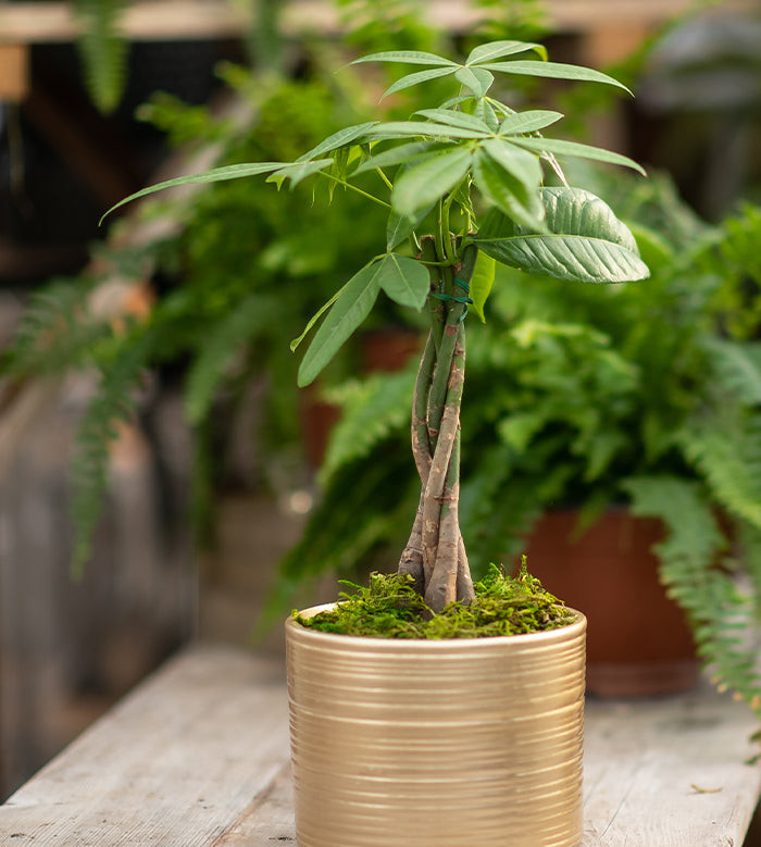 Money Tree plant thriving indoors under bright indirect light, showcasing its adaptability as an office plant.