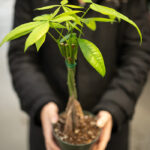 Healthy and vibrant Money Tree plant, Pachira aquatica, with braided trunk and lush green leaves.