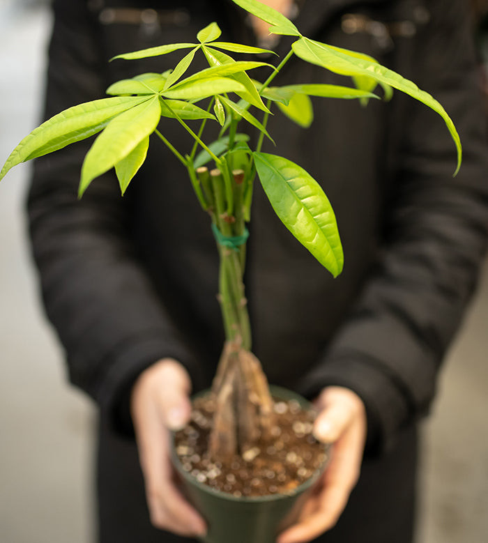 Healthy and vibrant Money Tree plant, Pachira aquatica, with braided trunk and lush green leaves.