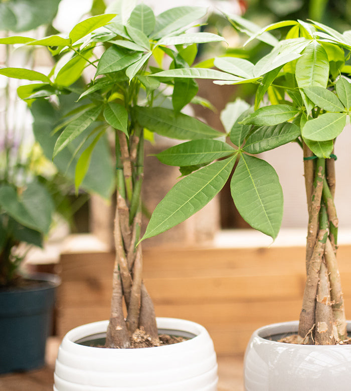 Proper watering technique for Money Tree plant, ensuring soil is soaked and then allowed to dry before next watering.