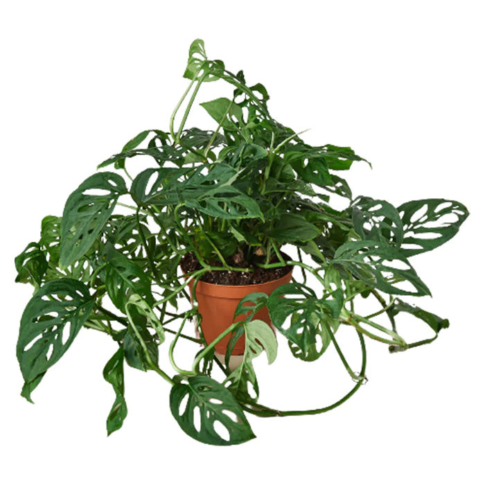 A Swiss Cheese Plant with its distinct fenestrated leaves, representing upward growth and prosperity.