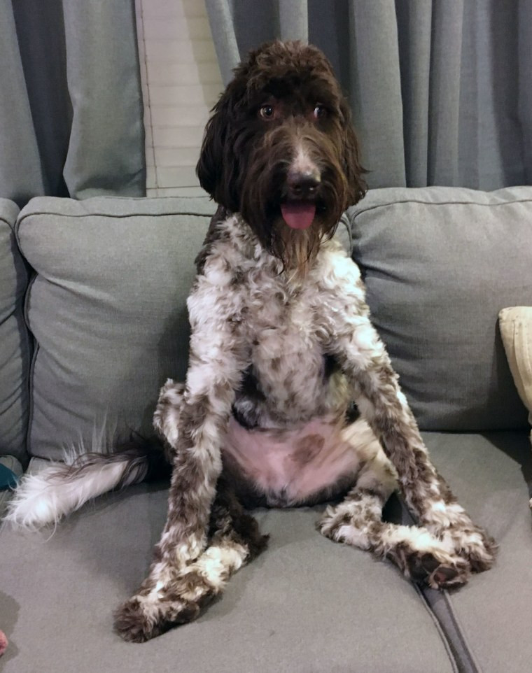 A dog sits splayed out on a couch.