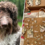 On the left, a brown and white dog with curly hair looks forlorn. On the right, a pile of shredded money sits on a paper bag.