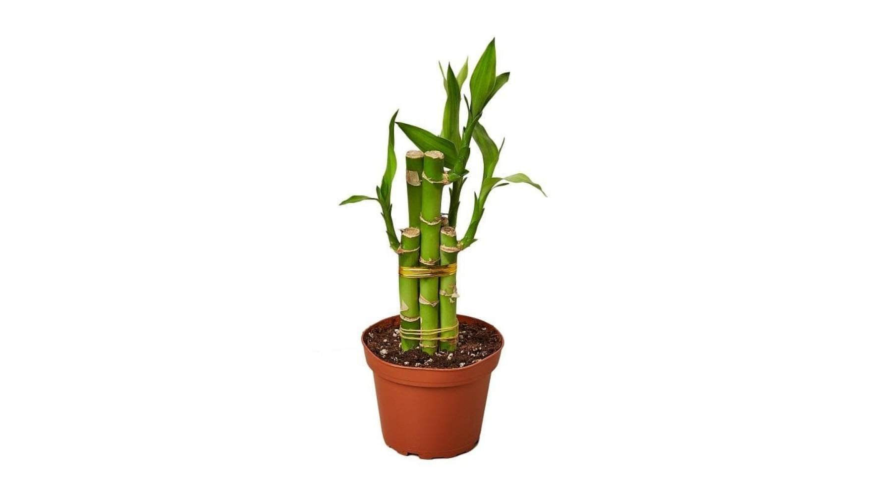 Stalks of Lucky Bamboo arranged to symbolize increasing fortune and prosperity.