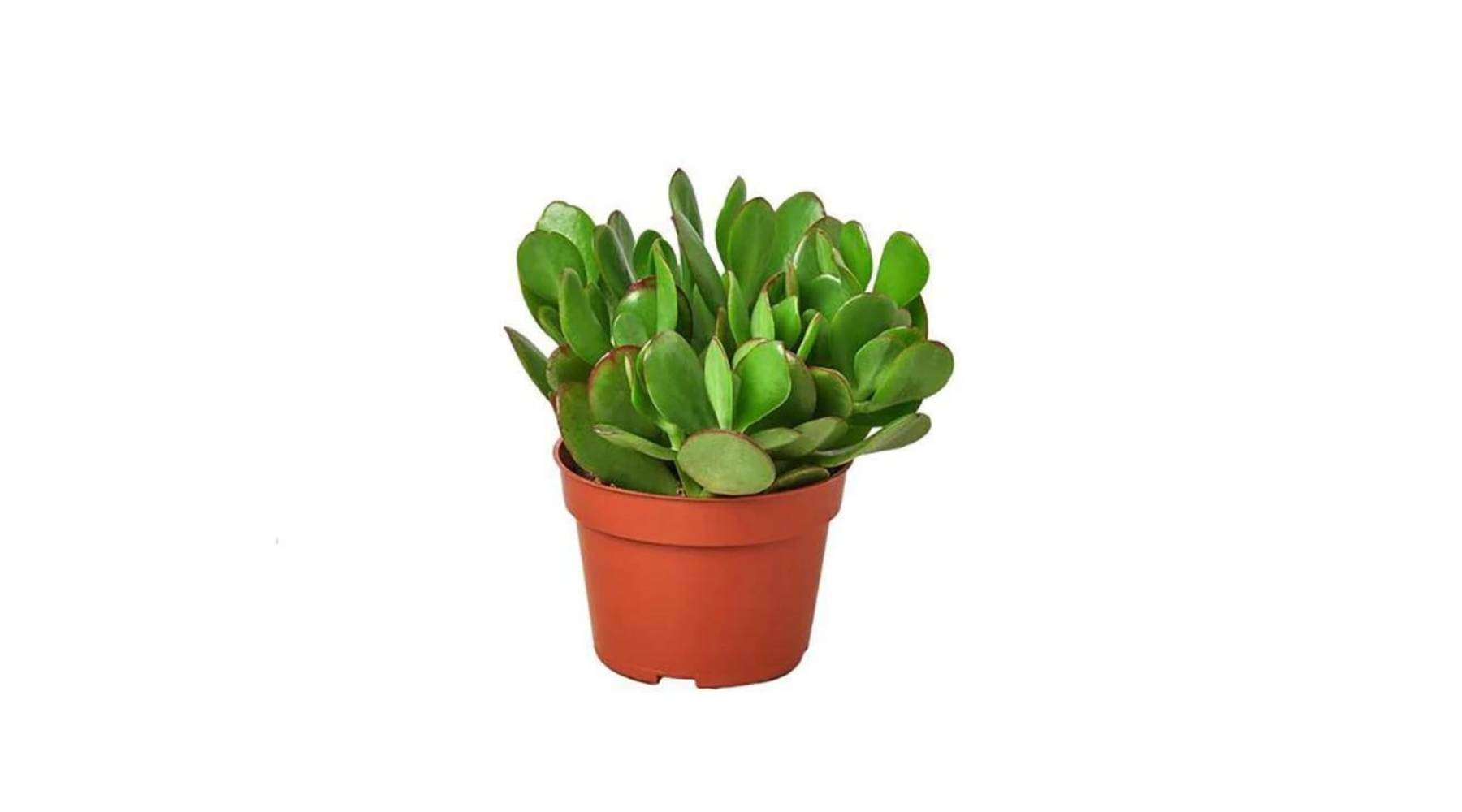 A healthy Jade Plant with thick, waxy leaves symbolizing growth and prosperity.