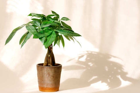 Money tree plant in bright indirect light