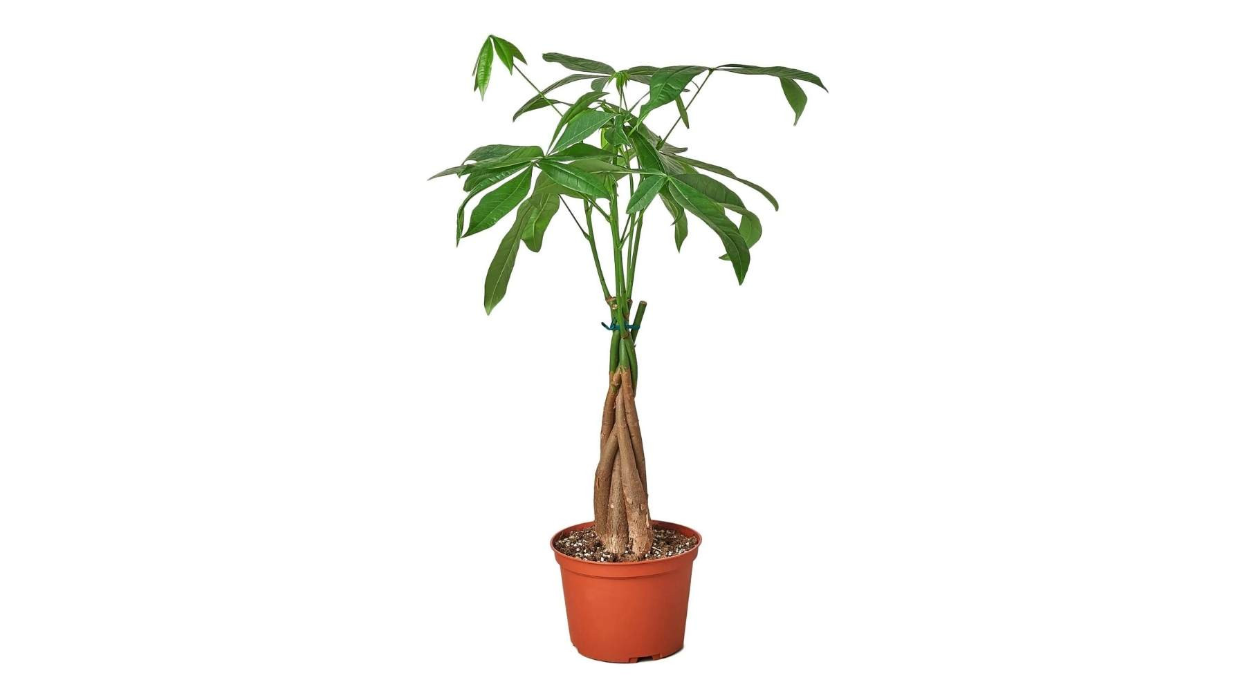 A braided Money Tree, symbolizing intertwined luck and fortune, in a home setting.