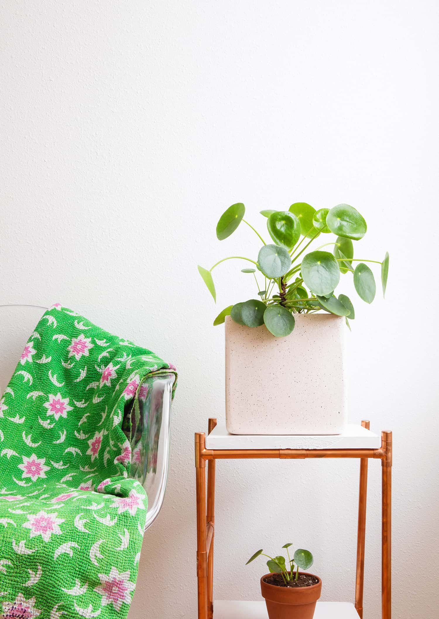 Pilea peperomioides plant on a clear chair with a green and pink blanket, showcasing its decorative appeal in home interiors