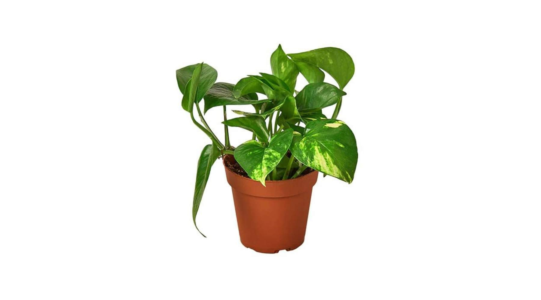 A vibrant Golden Pothos showcasing its golden-flecked leaves, symbolizing vibrant wealth.