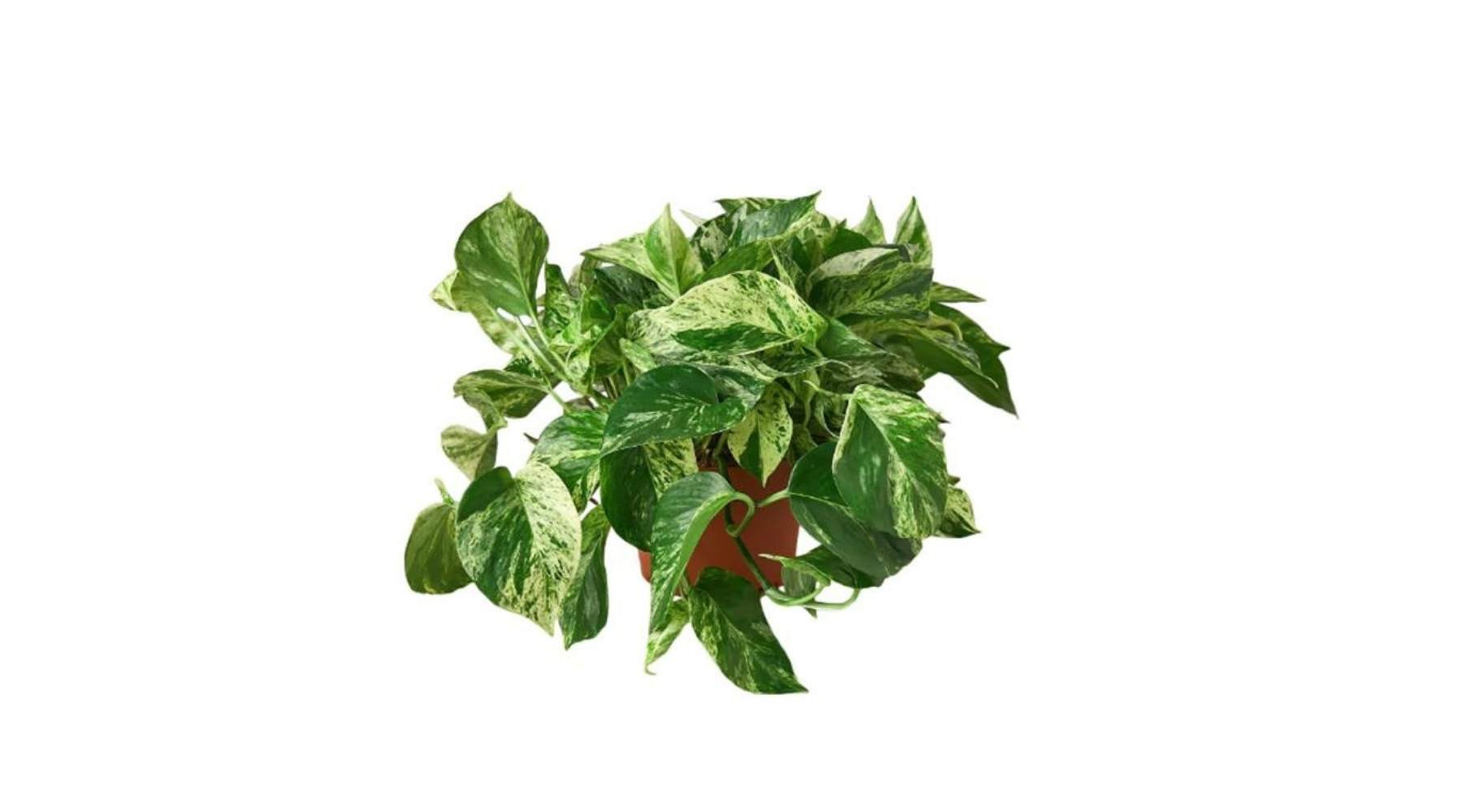 A Golden Queen Pothos highlighting its regal white and green variegated leaves, symbolizing queen-like abundance.