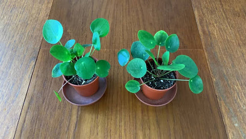 Propagating a Chinese Money Plant