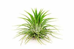 Air Plants that live on sunlight and water
