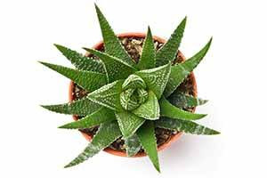 Haworthia Succulent in a sunny spot