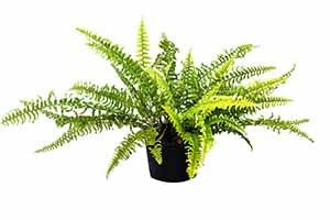 Boston Fern with lush fronds
