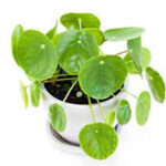Heart-shaped, glossy green leaves of a money plant