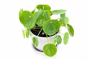 Heart-shaped, glossy green leaves of a money plant