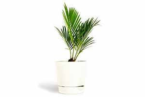 Parlor Palm thriving in indirect light