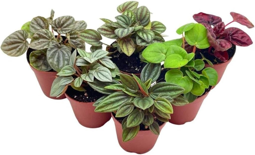 Dog eating plant