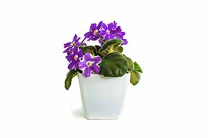 African Violet with purple blooms