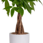 Money tree houseplant in a pot
