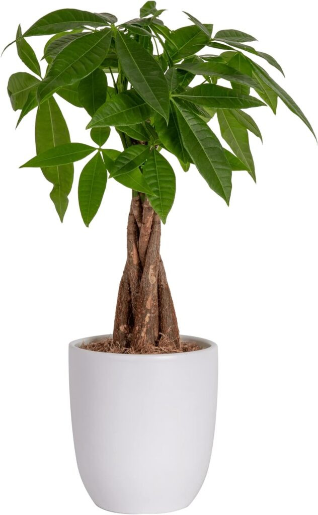 Money tree houseplant in a pot