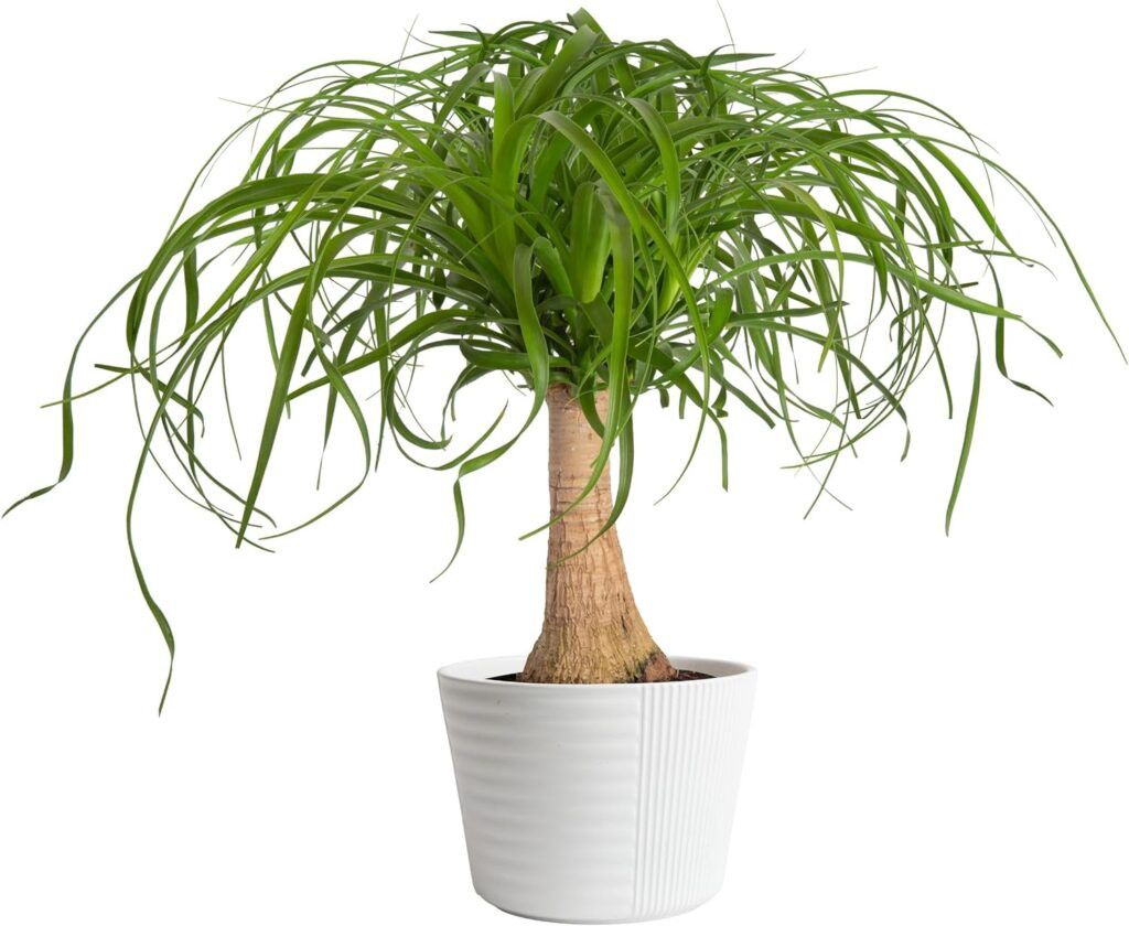 Dog friendly houseplant