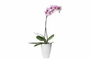Moth Orchid with gorgeous flowers
