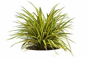 Spider Plants with attractive striped leaves