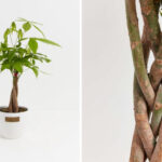 Braided trunk and lush green leaves of a Money Tree symbolize prosperity and growth.