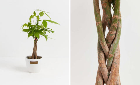 Braided trunk and lush green leaves of a Money Tree symbolize prosperity and growth.