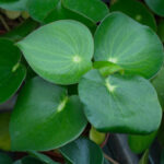 Pileapeperomioides