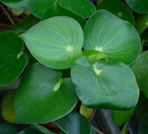 Pileapeperomioides