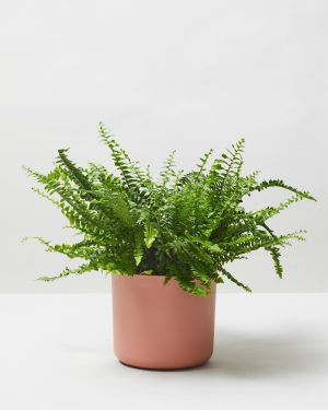 Boston Fern 8 0248
