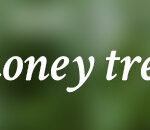 money tree