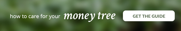 money tree