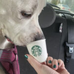 Whipped cream pup cup at Starbucks
