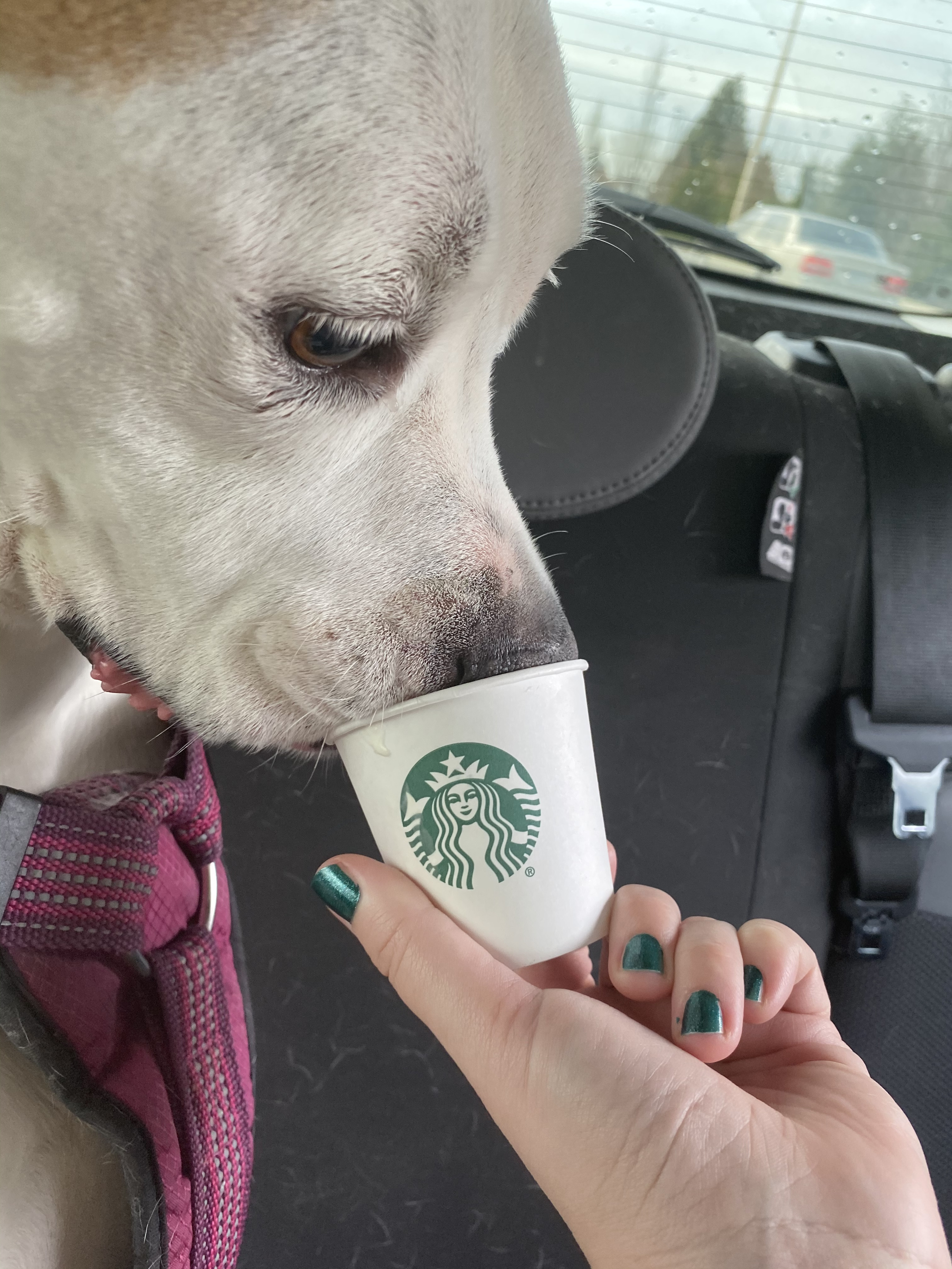 Whipped cream pup cup at Starbucks