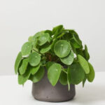 Chinese Money Plant 1