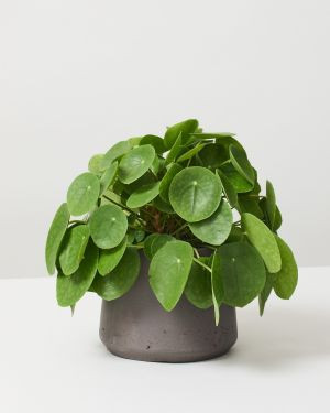 Chinese Money Plant 1