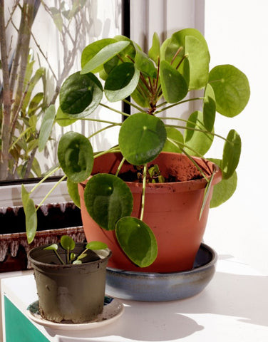 Chinese Money Plant Aftercare