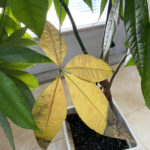 Yellowing leaves on a dying money tree indicate a need for watering adjustment