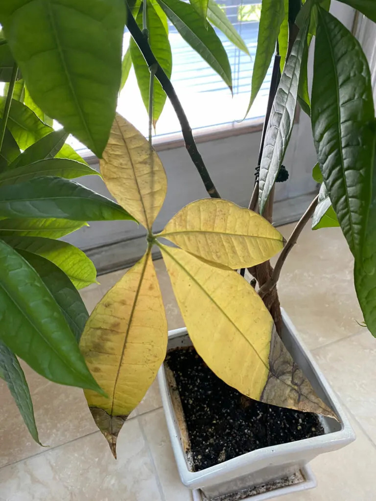 Yellowing leaves on a dying money tree indicate a need for watering adjustment