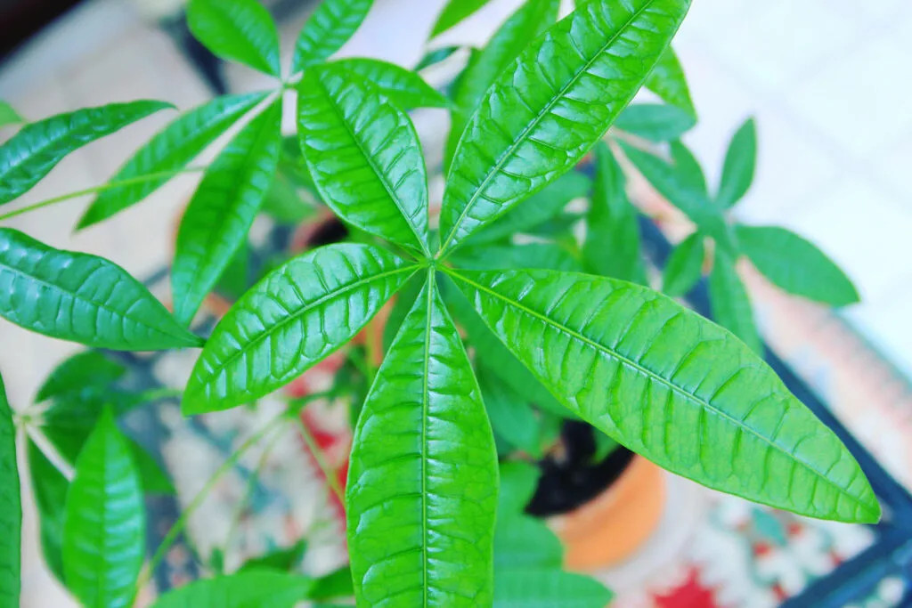 A dying money tree benefits from increased humidity