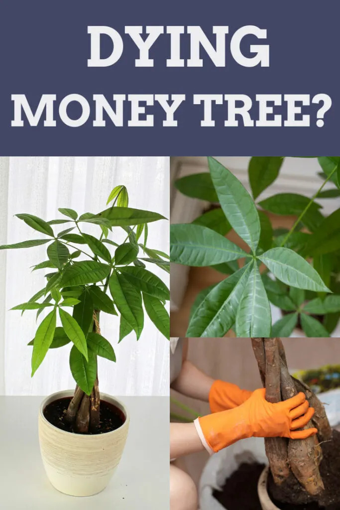 A healthy money tree with vibrant green leaves