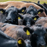 Cattle on a ranch
