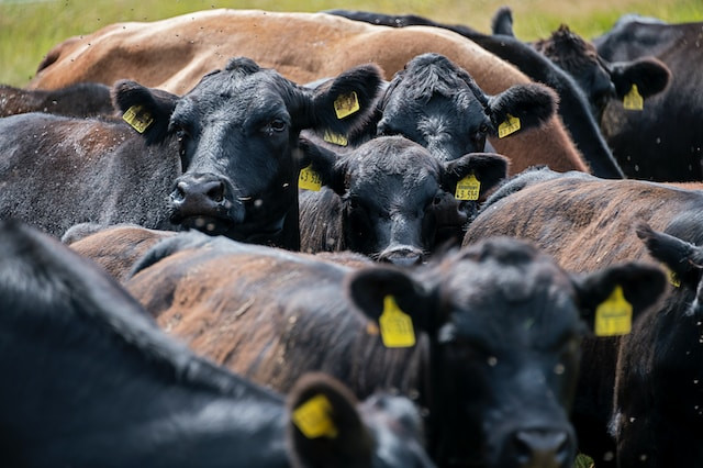 Cattle on a ranch
