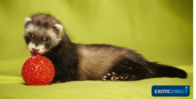 A ferret intently playing with a small, colorful toy ball. Alt Text: A playful ferret is focused on batting around a small, bright toy ball.