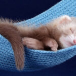 Ferret peeking out of a basket, looking curious. Alt Text: A cute ferret curiously peeks out of a woven basket.
