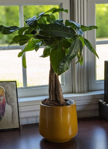 How Do I Know If My Money Tree Is Getting Enough Light