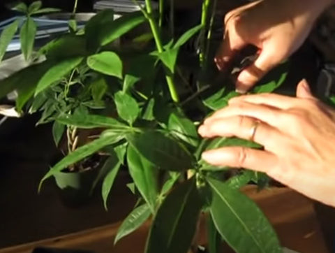 A sequence of steps showing how to prune a Money Tree, from tool preparation to making precise cuts.